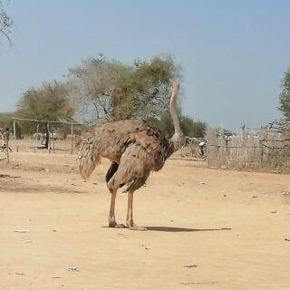 Making Love in Monyjieng – The Beginning of a New Chapter of Living in South Sudan